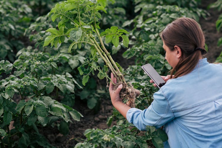 زنی تلفن همراه خود را در دست گرفته تا از ریشه یک گیاه عکس بگیرد.