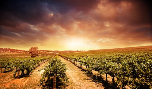 Grape growers are adapting to climate shifts early – and their knowledge can help other farmers