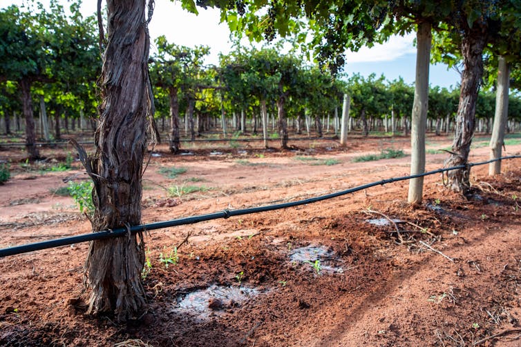 grape vines irrigation
