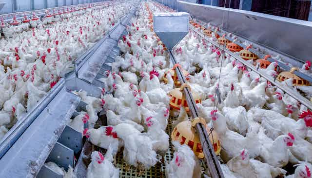 Chickens in high-density barn