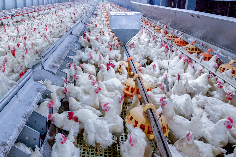 Chickens in high-density barn