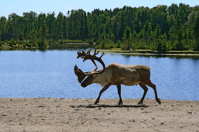 a caribou walks on a lakeshore, with a forest in the background