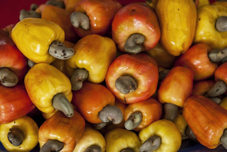 How Nigeria can turn its huge cashew waste into valuable citric acid