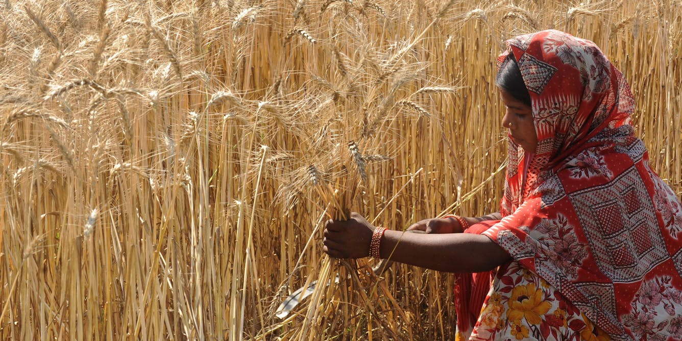 Intensifying heat waves threaten South Asia’s struggling farmers – increasingly, it’s women who are at risk