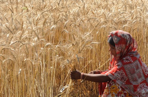 Intensifying heat waves threaten South Asia’s struggling farmers – many of them women
