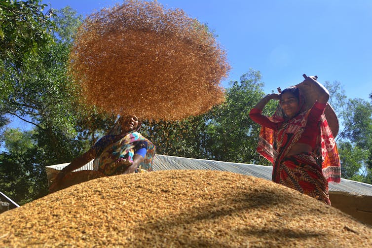 Women aerate grain, flipping it into the air with woven pads.