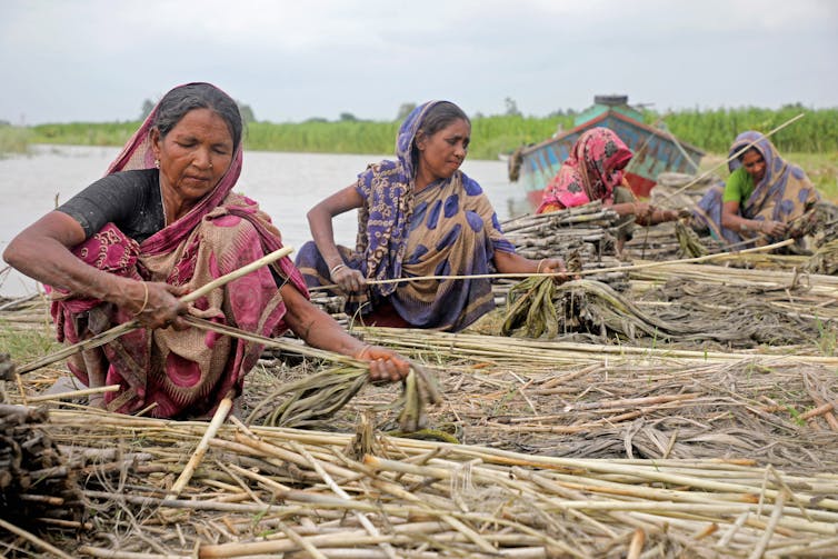 Four women sit or squat while harvesting long jute sticks along a pond.