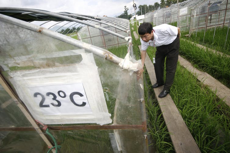 A man in dress pants and short-sleeve shirt looks into a greenhouse where rice plants are growing.
