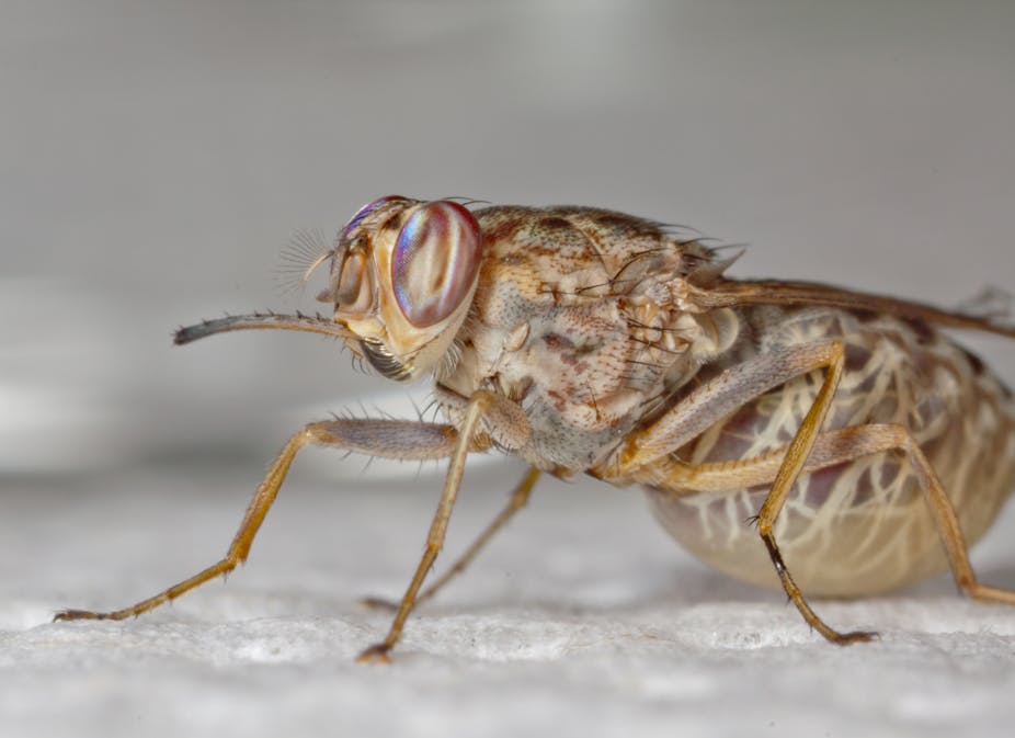 Why we sequenced genome of the sleeping sickness-spreading tsetse fly