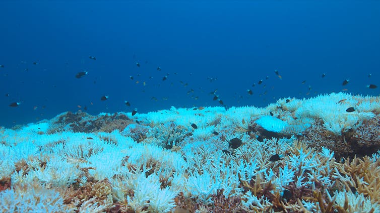 Wide shot of a white bleched bed of coral