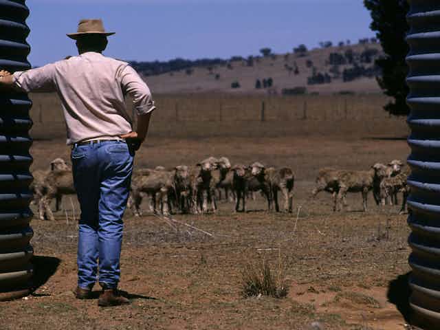 Man looking at sheep, brown grass