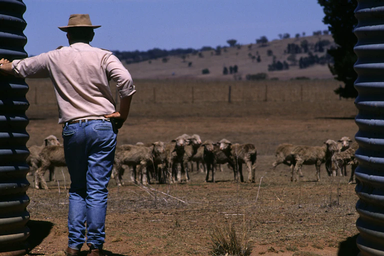 Man looking at sheep, brown grass