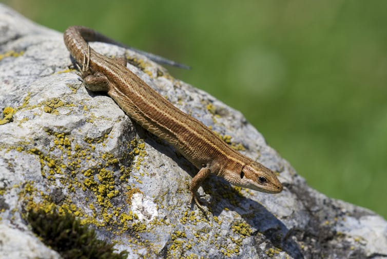 The stripy brown small lizard sits on a rock