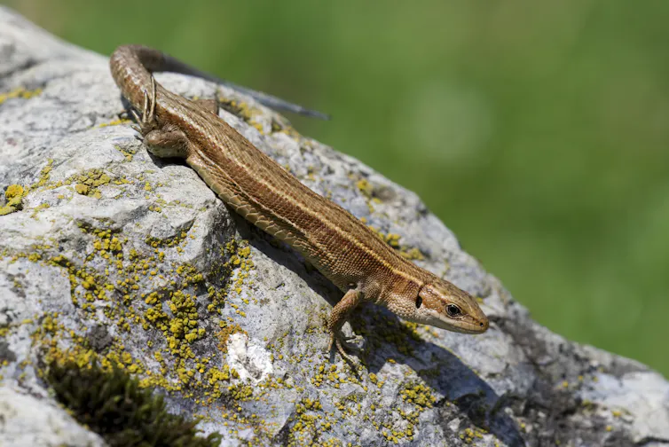 The stripy brown small lizard sits on a rock