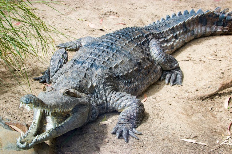 A crocodile sits on the bank of a river with its mouth open