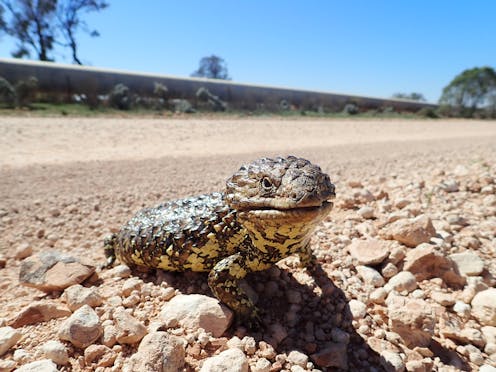 We helped track 77 species for up to 60 years to try to reveal the secrets of long life. And some don't seem to age at all