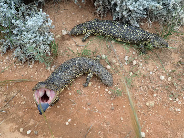 A top view pair of sleepy lizards on the dirt, on seemingly hissing at the camera