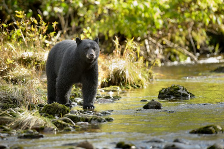 Black bear at edge of river