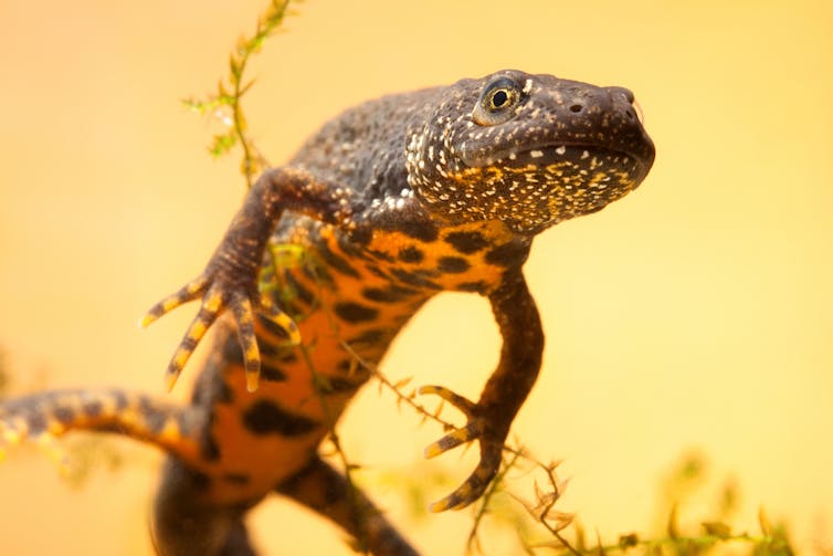 A water dragon with orange background