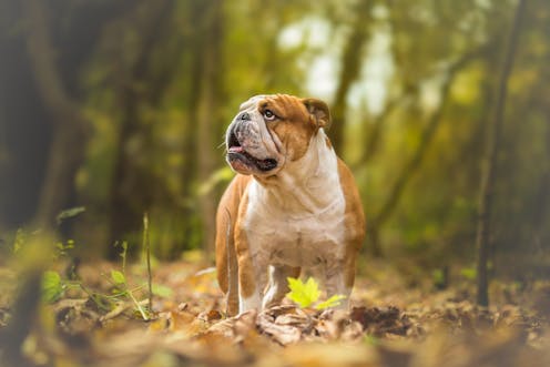 Las modas están perjudicando la calidad de vida de los perros Las modas están perjudicando la calidad de vida de los perros