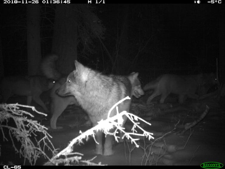 a motion camera capture of wolves
