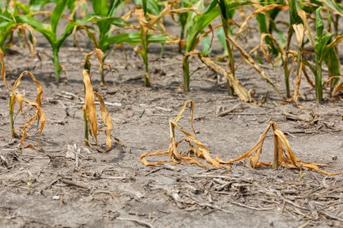 Aún no sabemos si las plantas podrán adaptarse al cambio climático Aún no sabemos si las plantas podrán adaptarse al cambio climático