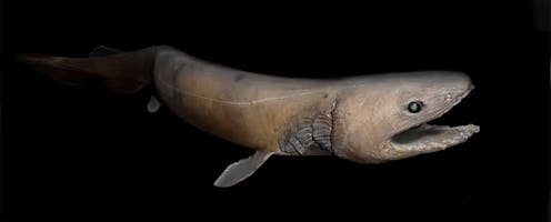 Curious Kids: mengapa hiu berjumbai lebih mirip ular laut?