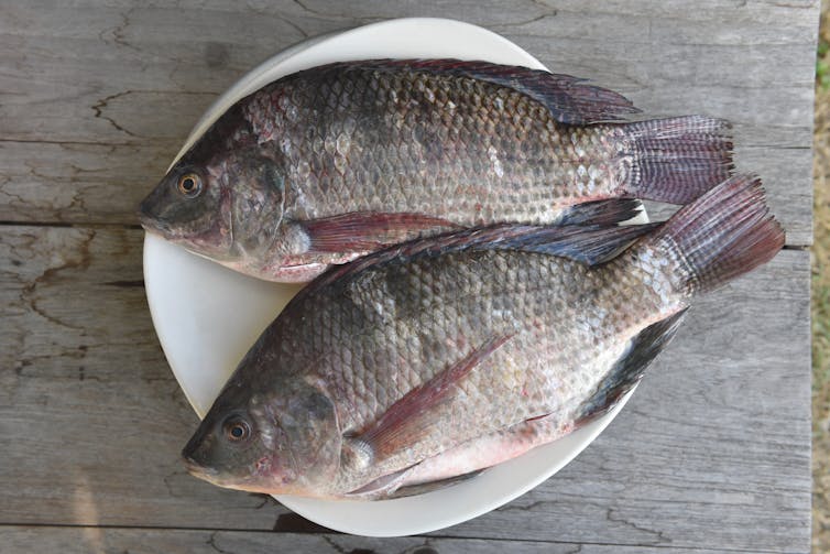 Two tilapia fish on a plate.