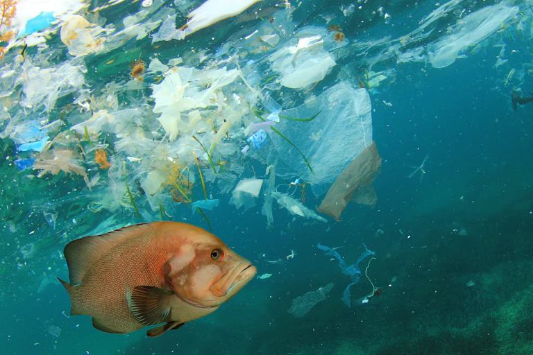 A fish swimming in water filled with plastic particles.