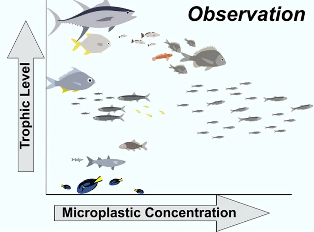 Microplastics may pose a greater threat to the base of marine food webs