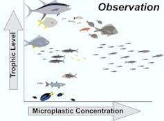 An illustration of the authors' findings after comparing reported microplastic concentrations in fish guts with fish trophic level.