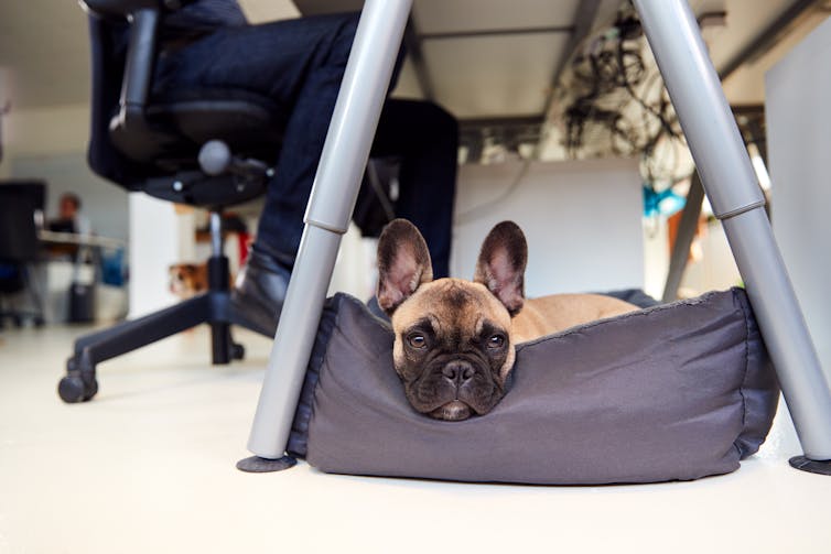 French Bulldog puppy lying on bed under desk in office whilst owner works