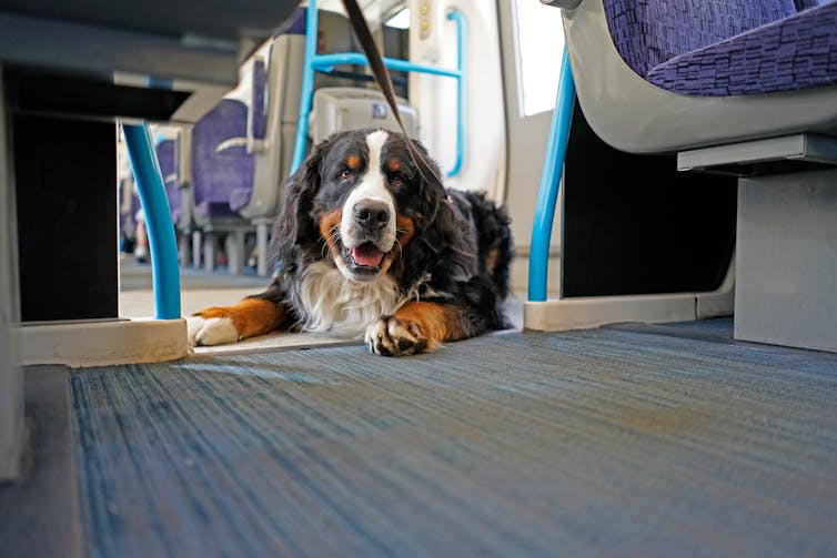 Bernese Mountain Dog laying on the floor of the train