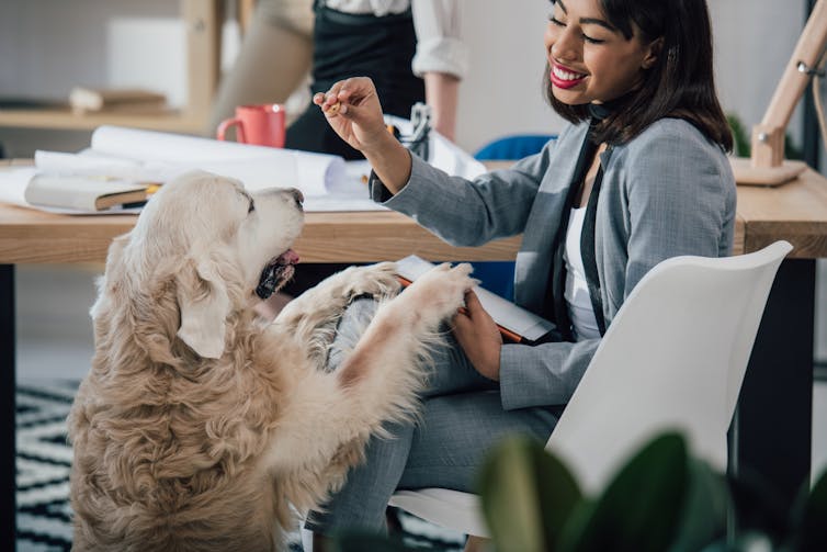 Smiling young usinesswoman playing with golden retriever dog in office