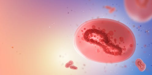 ¿Se está adaptando el virus de la viruela del mono al ser humano? ¿Se está adaptando el virus de la viruela del mono al ser humano?