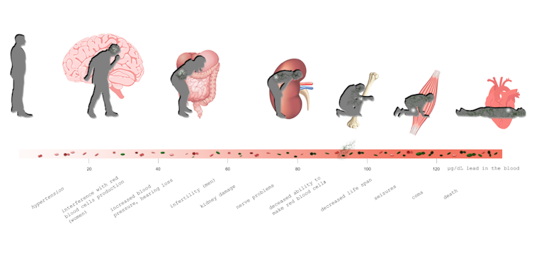 A timeline showing the harmful effects of lead in the human body.