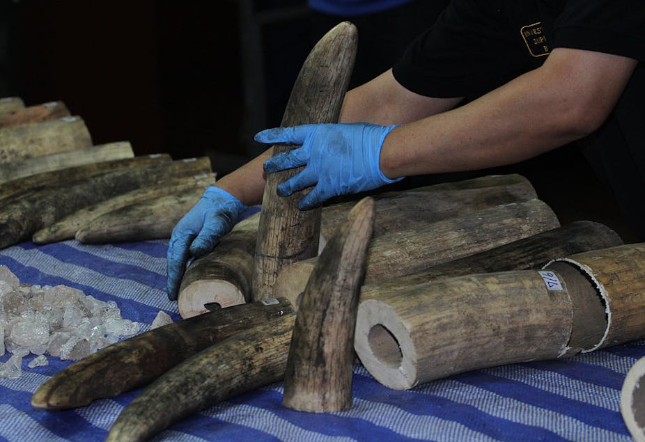 Inspecting ivory seized at an airport 