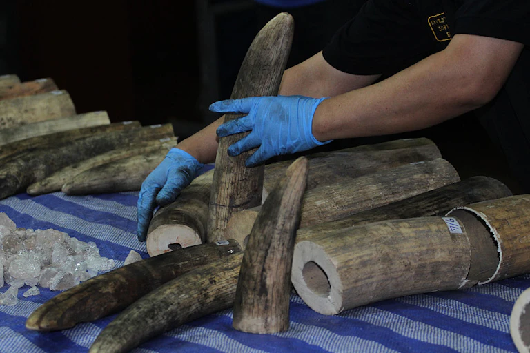 Inspecting ivory seized at an airport