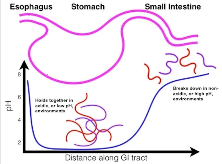 Diagram depicting pZC associating at low pH levels and dissociating at high pH levels as it travels through the gastrointestinal tract