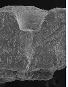 Cáscara de huevo de cocodrilomorfo en microscopio electrónico