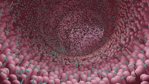 Microbiota: cómo funciona y cómo afecta a nuestra salud Microbiota: cómo funciona y cómo afecta a nuestra salud