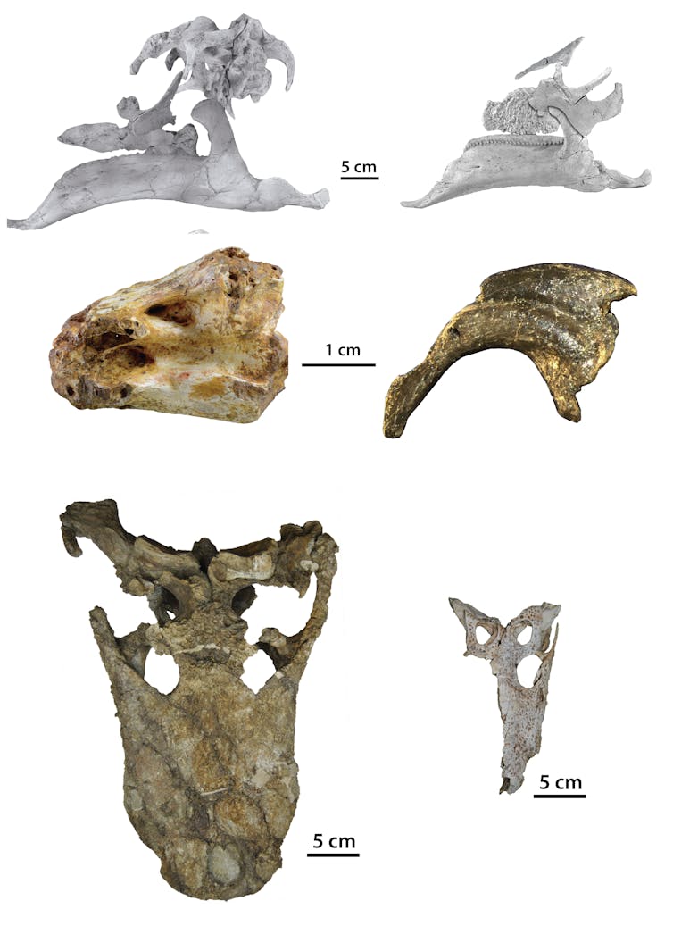 Algunos de los fósiles más emblemáticos del Cretácico de la Ribagorza.