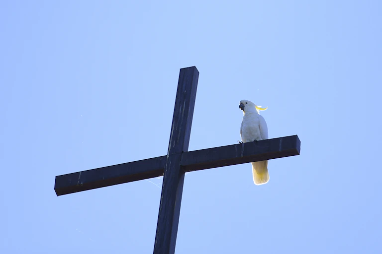Cockatoo sitting on a cross
