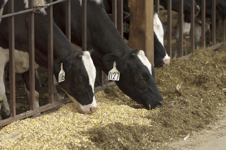 Cows reach between the bars of a feeder to eat from a pile of grain.
