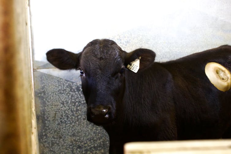A black steer with a donut-sized ring implanted in its side.