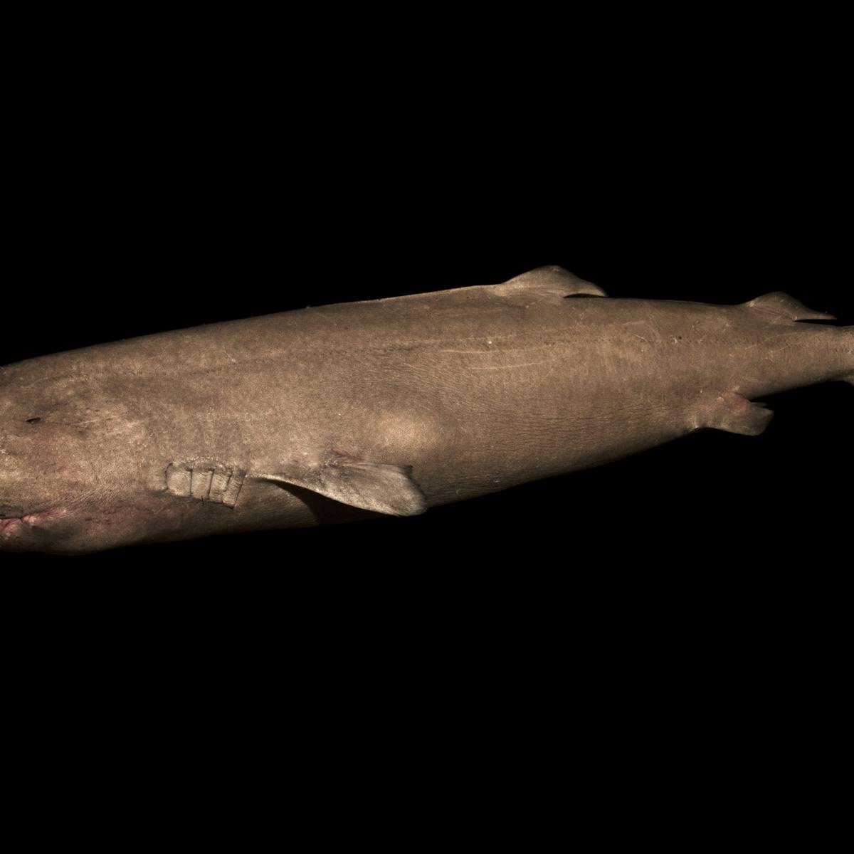 Meet 5 remarkably old animals, from a Greenland shark to a featherless,  seafaring cockatoo