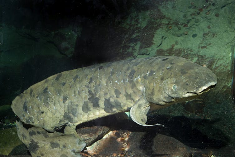 Meet 5 remarkably old animals, from a Greenland shark to a featherless, seafaring cockatoo