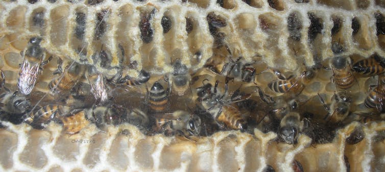 Bees in a hive