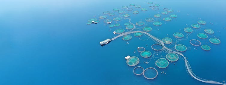 ¿Están contentos los peces de piscifactoría? ¿Están contentos los peces de piscifactoría?