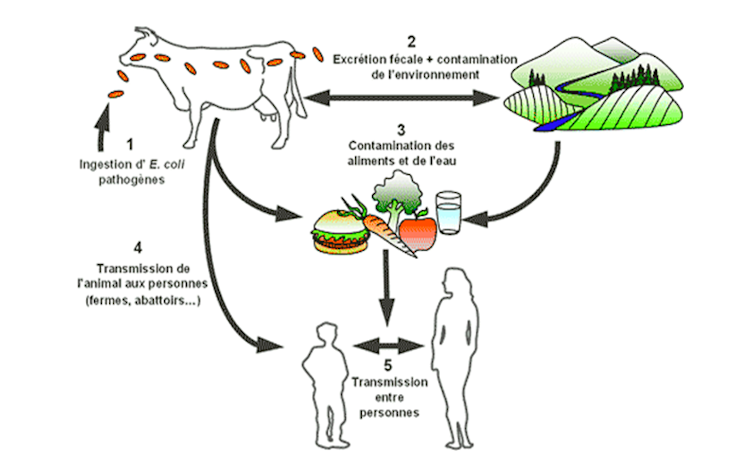 Les bactéries peuvent passer par l’environnement via les fèces des bovins, ou par la viande si elle est préparée dans de mauvaises conditions d’hygiène